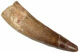 Fossil Spinosaurus Tooth - Real Dinosaur Tooth #305812-1